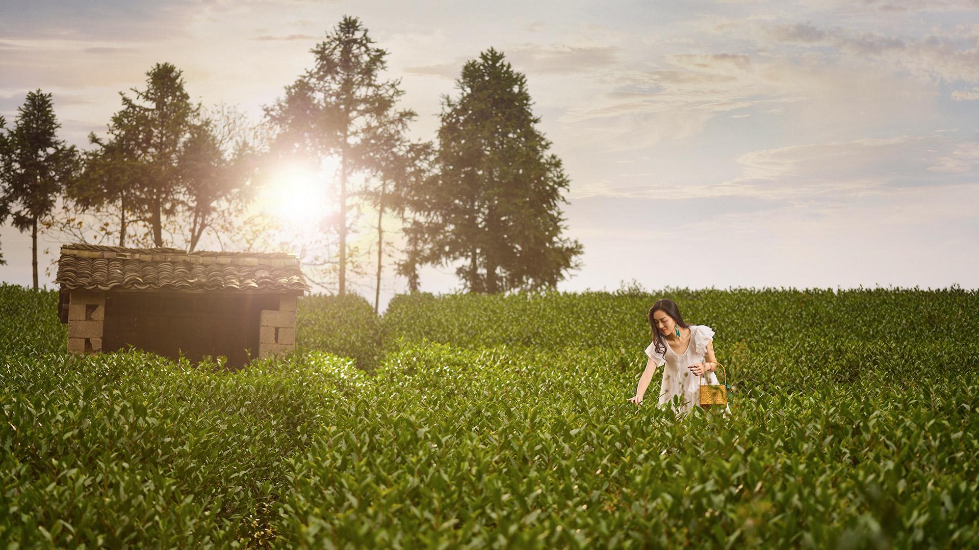 Anji White Tea Picking Tour
