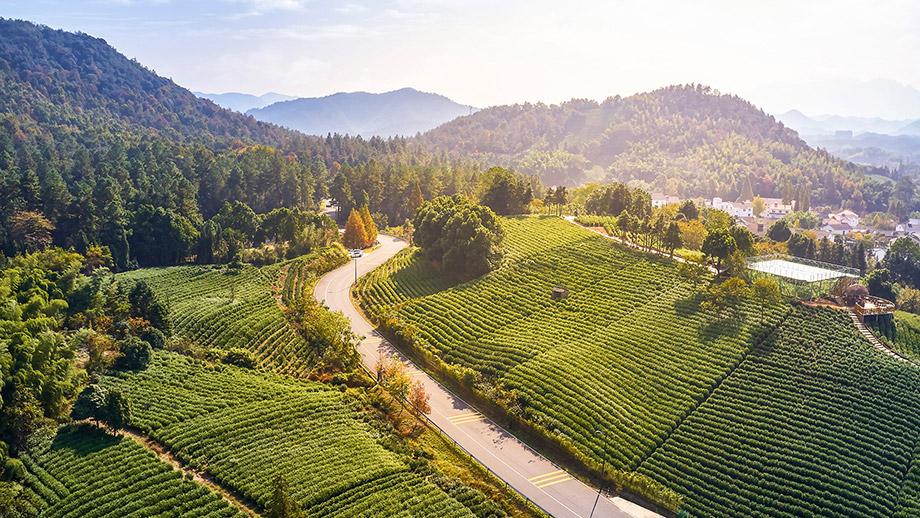 Huangdu Village Tea Garden