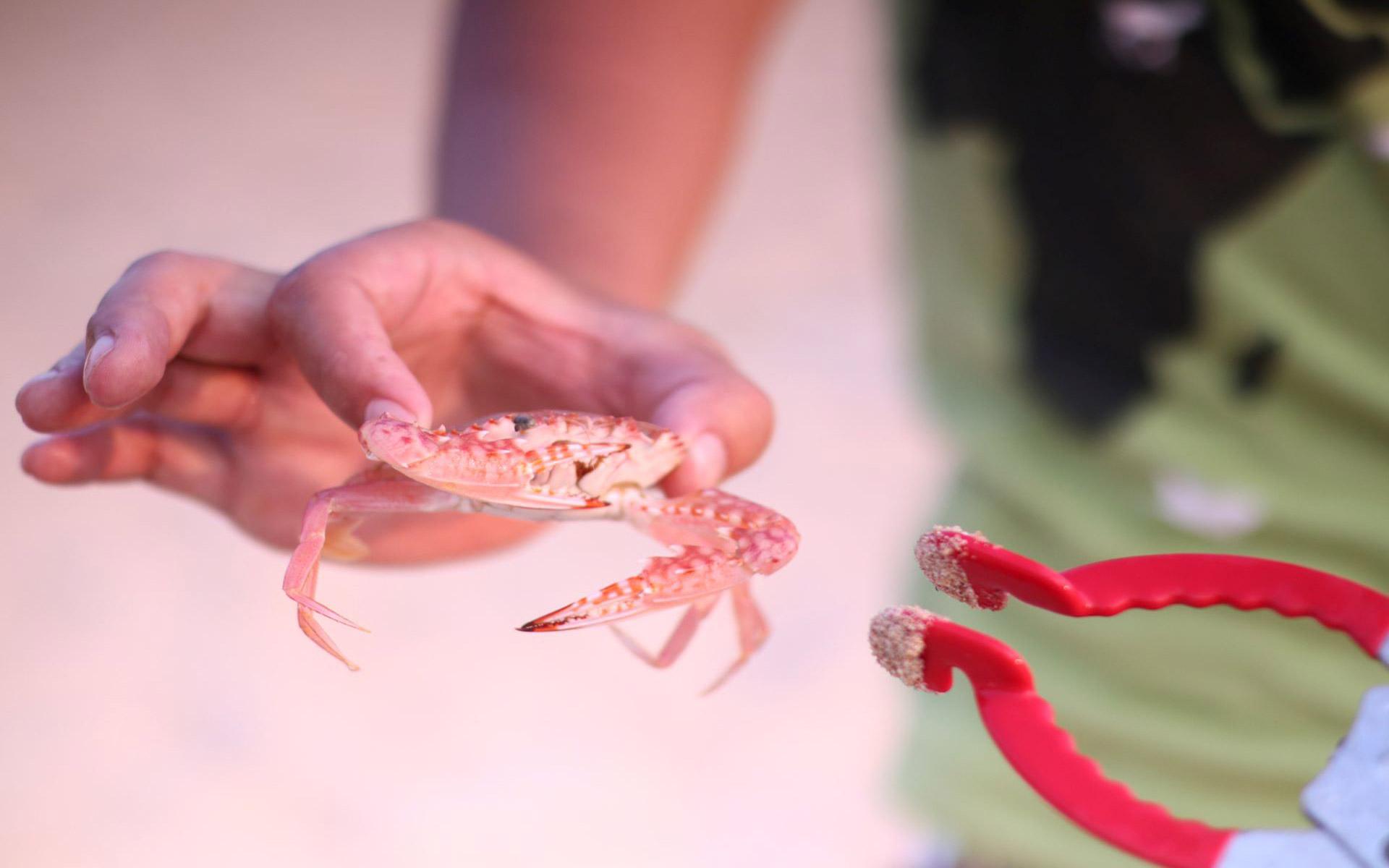 Banyan Tree China Sanya Gallery - Beach Combing Activity