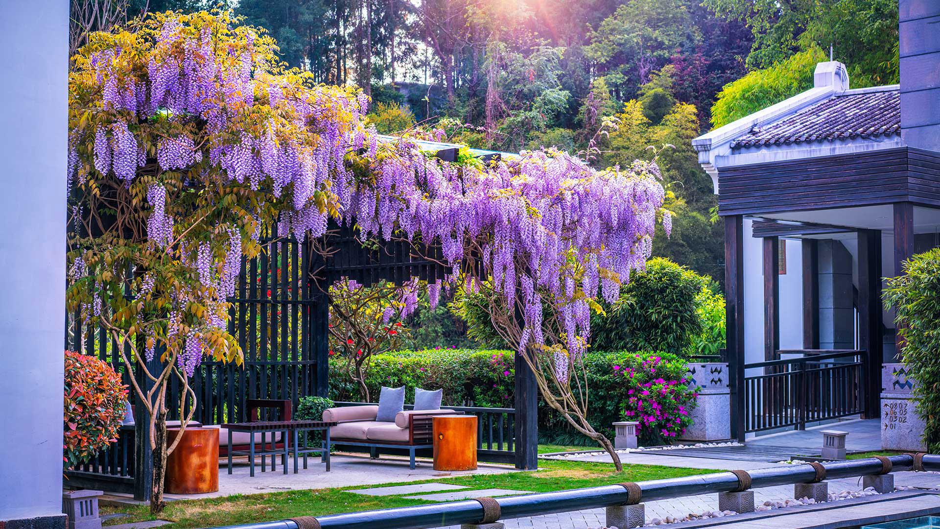 Tengchong Volcano Experiences Banyan Tree