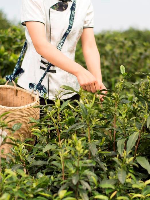 Banyan Tree China Huangshan Gallery - Eriences Tea Discovery