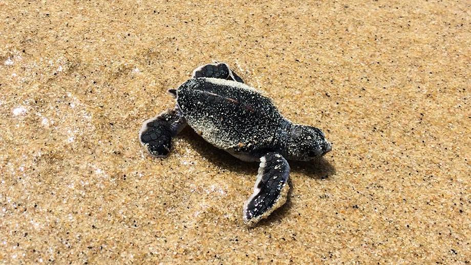 green turtle samui