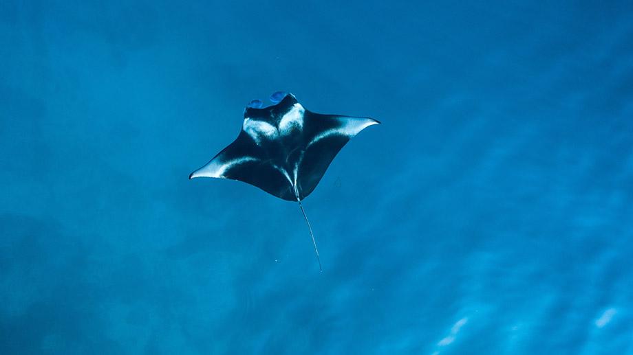 Banyan Tree Maldives - Feature