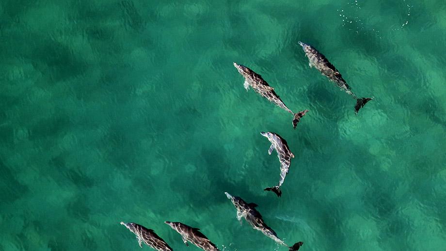 Banyan Tree Mozambique Dolphin