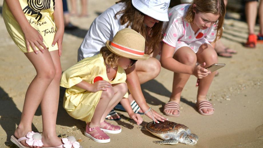 turtle release mayakoba