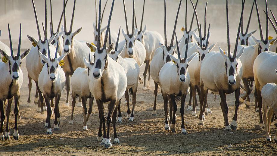 al khor park and zoo