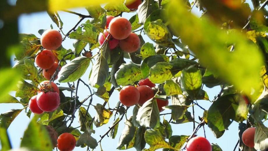 persimmon festival