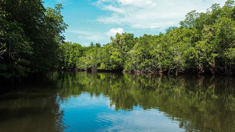 Mangrove Discovery Tour