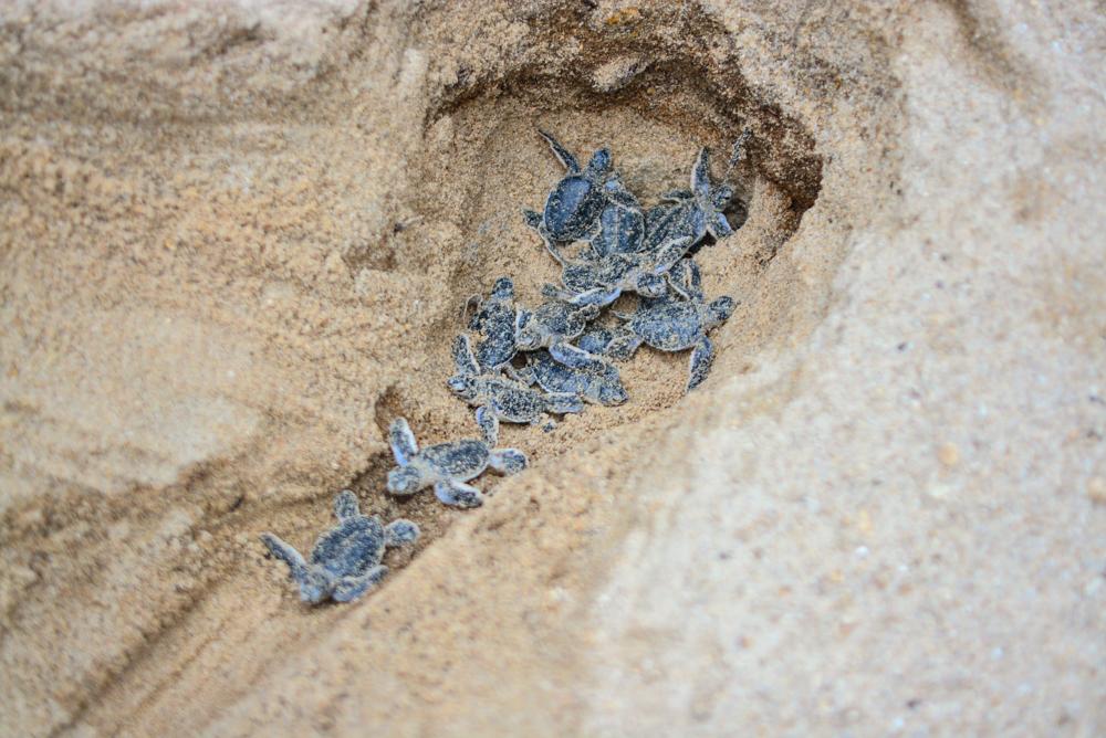 Banyan Tree Samui - Sea Turtles