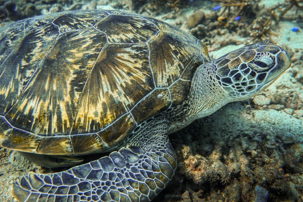 Banyan Tree Samui - Sea Turtles