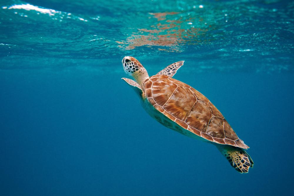 Banyan Tree Samui - Sea Turtles