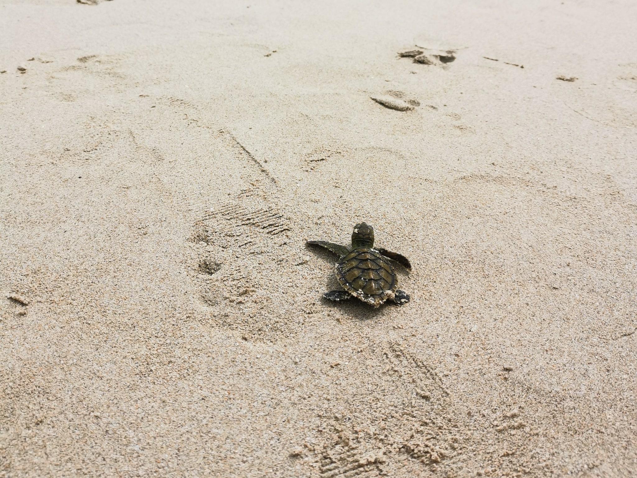 banyan tree bintan sustainability sea turtle conservation project release