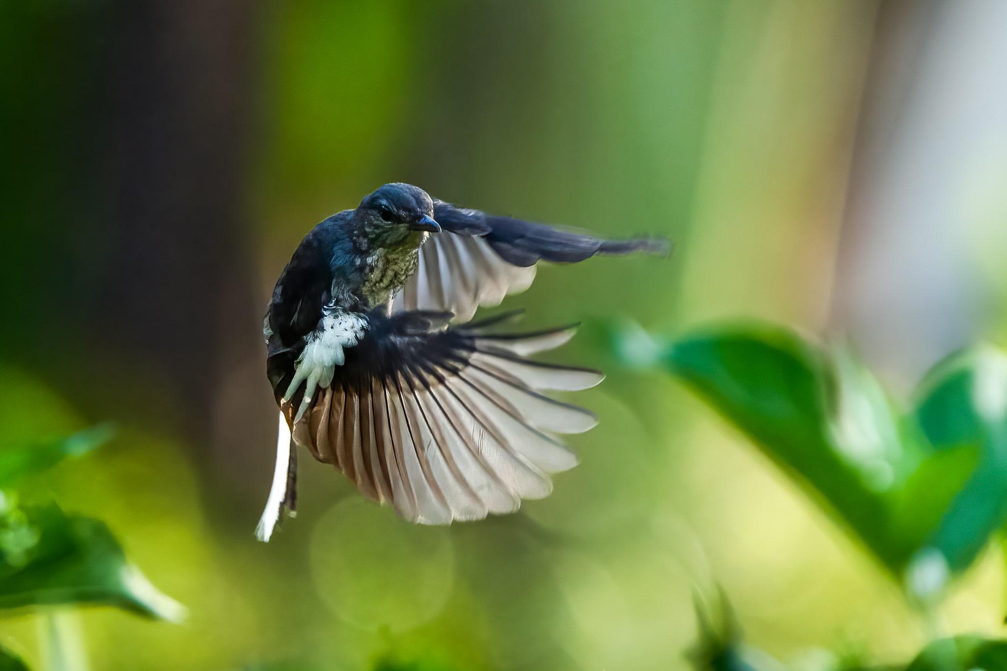 banyan tree lang co anniversary bird exhibition ORIENTAL MAGPIE-ROBIN 